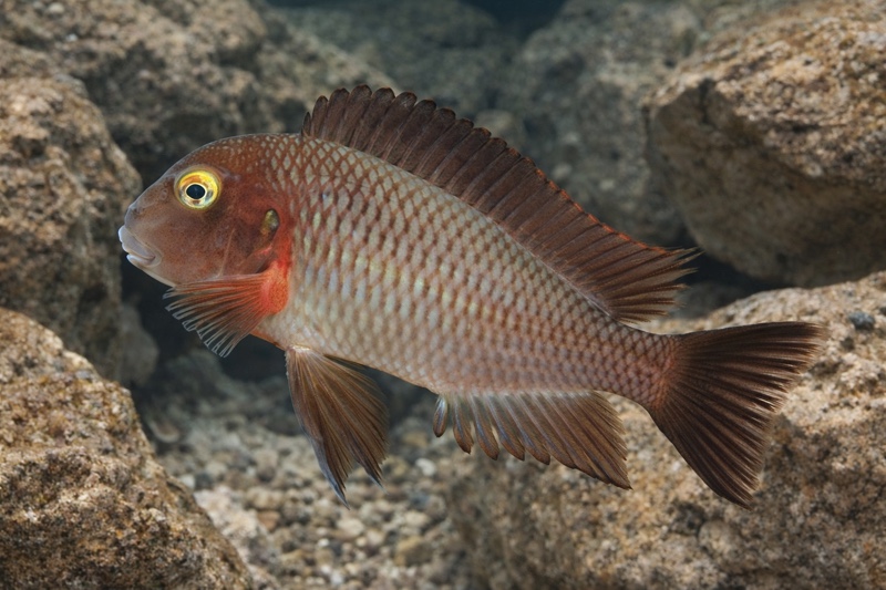 Tropheus moorii 'Cape Chikutula' (Lufubu)